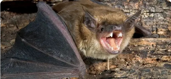 Rabies Antibody Test | Rabies Titer Test RFFIT