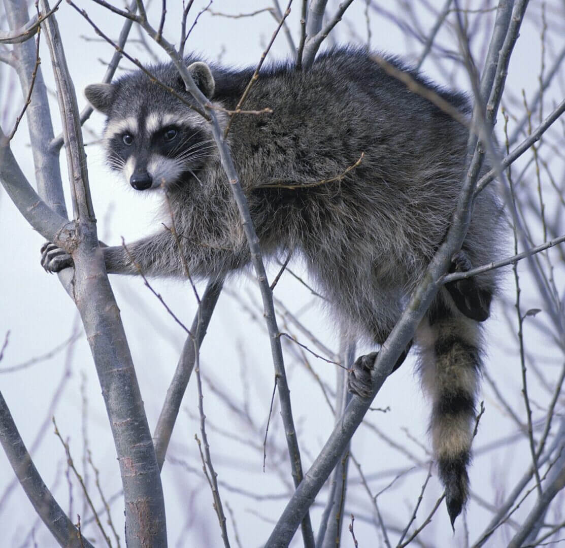 Links - Rabies Titer Testing Cost - AHAI.
