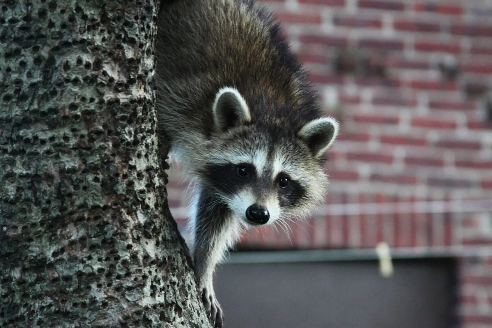 A raccoon is hanging on the side of a tree.