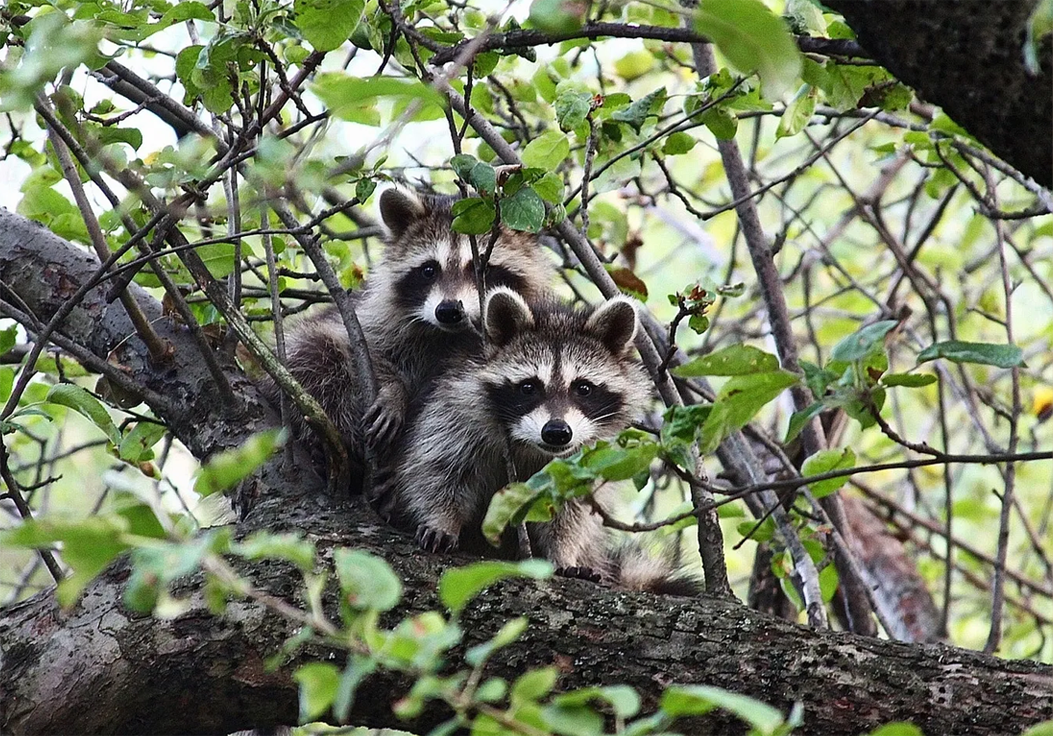 Two racoons are sitting in a tree.