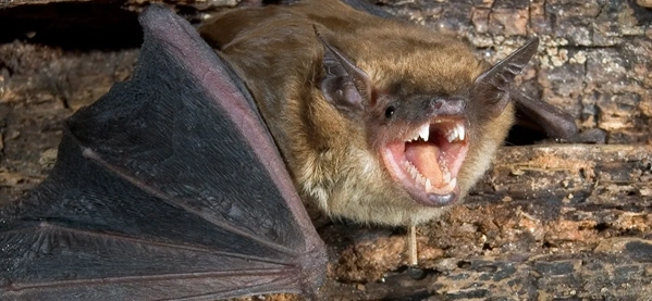 A bat with its mouth open and teeth showing.