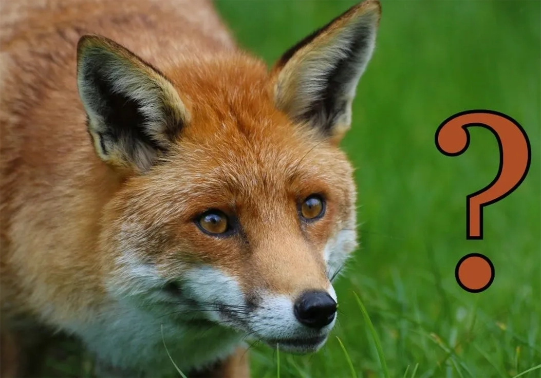 A fox is standing in the grass with another animal.