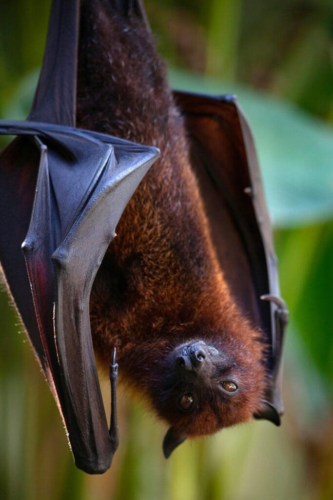 A bat hanging upside down in the air.