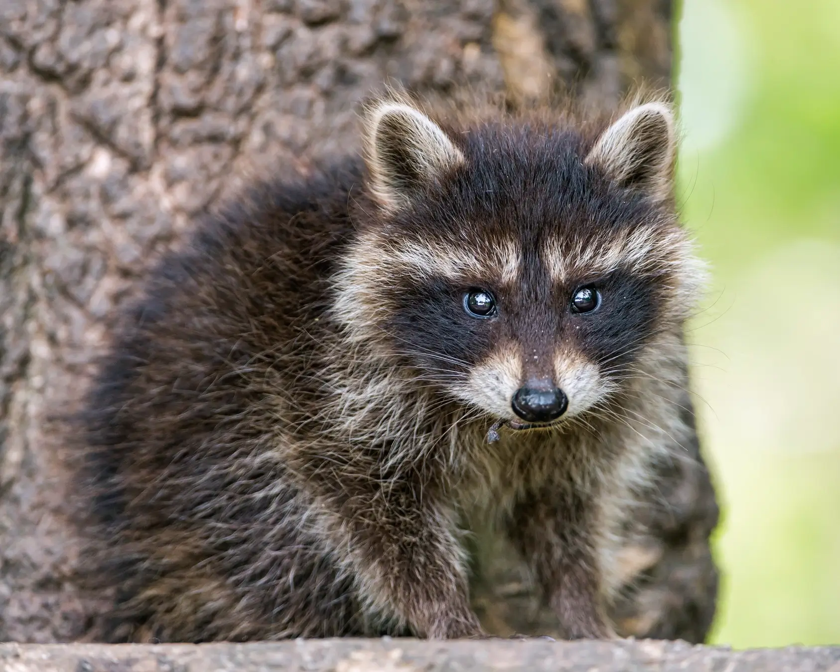 A baby raccoon is sitting on the ground.