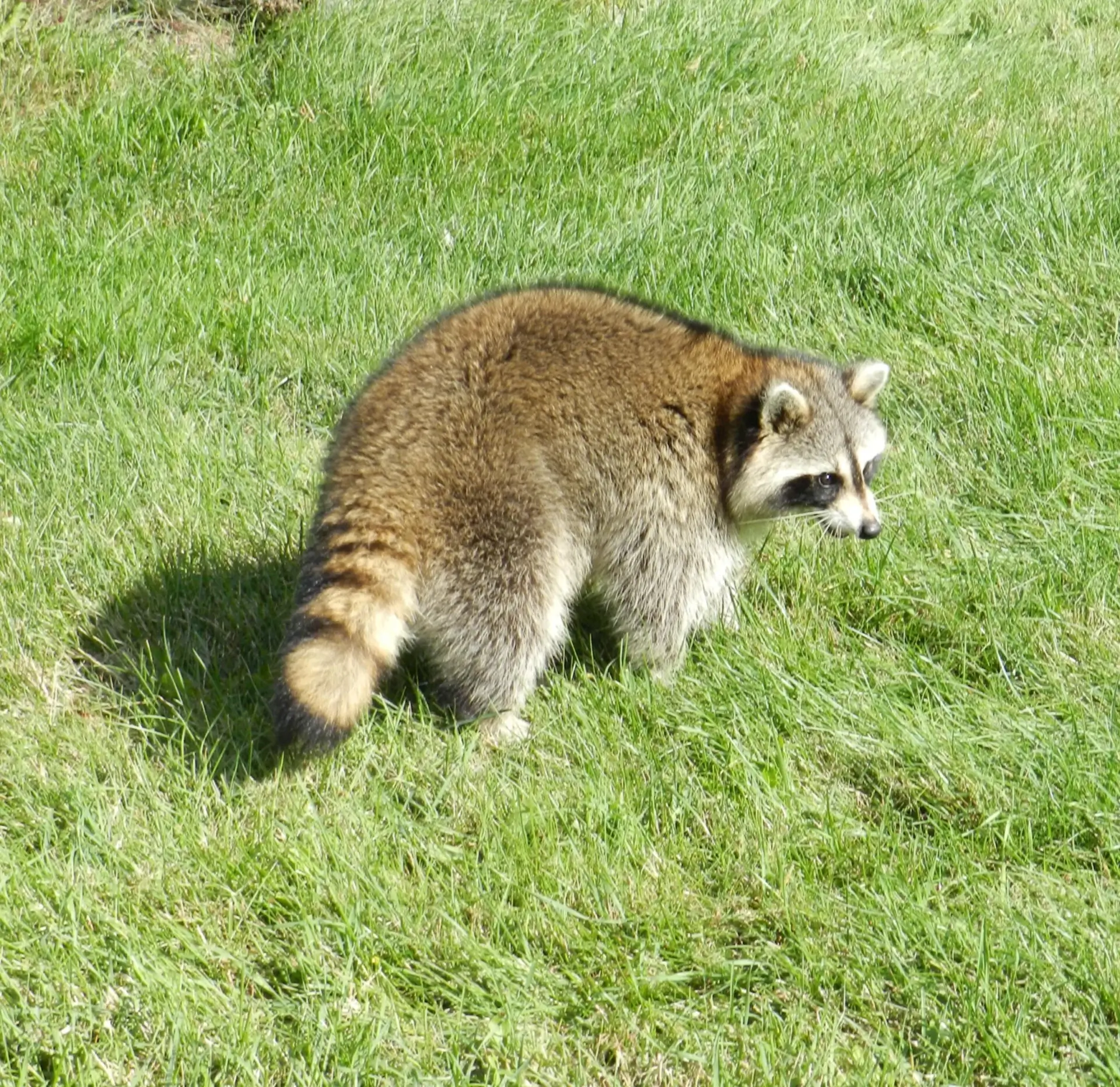 A raccoon is walking in the grass.